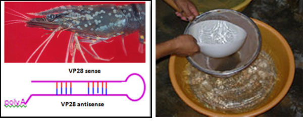 WSSV DNA vaccine