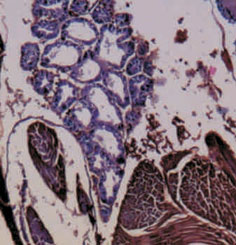 White-tail disease (WTD)