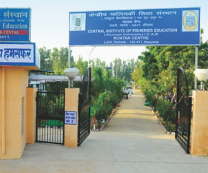 Rohtak Rohtak