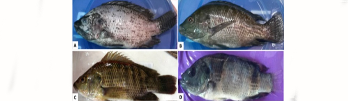 Aquatic Environment & Health Management Division