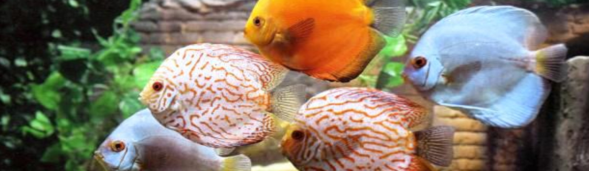 Fish Image