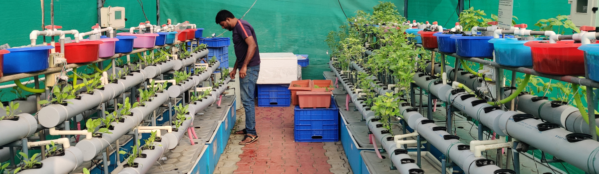 aquaponics