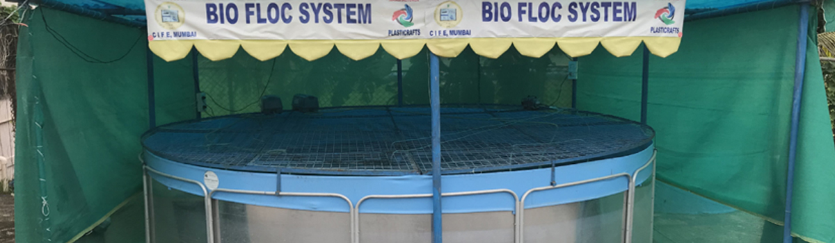 biofloc